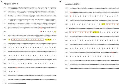 Spexin mRNA profile and its response to different photoperiods in Chinese Yangzhou geese (Anas cygnoides)